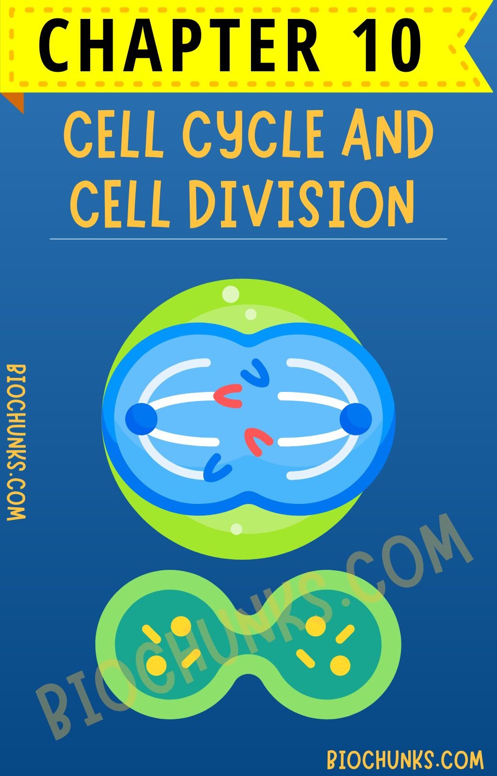 Cell Cycle and Cell Division Chapter 10 Class 11th biochunks.com