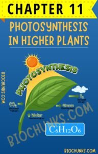 Photosynthesis in Higher Plants Chapter 11 Class 11th biochunks.com