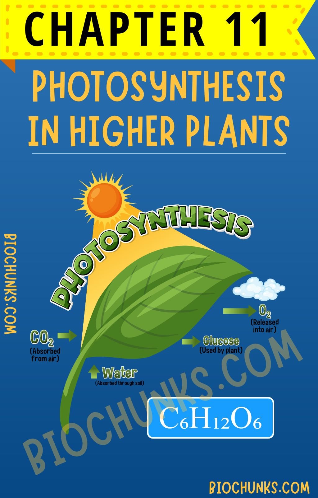 Photosynthesis in Higher Plants Chapter 11 Class 11th biochunks.com