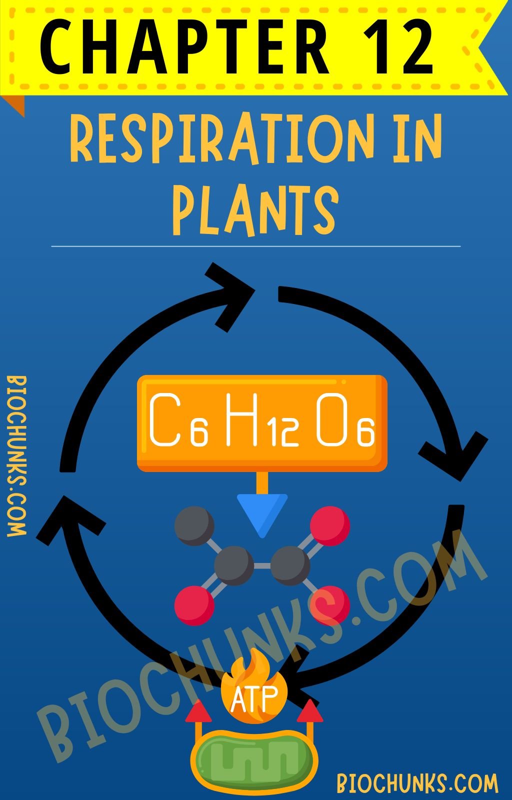 Respiration in Plants Chapter 12 Class 11th biochunks.com