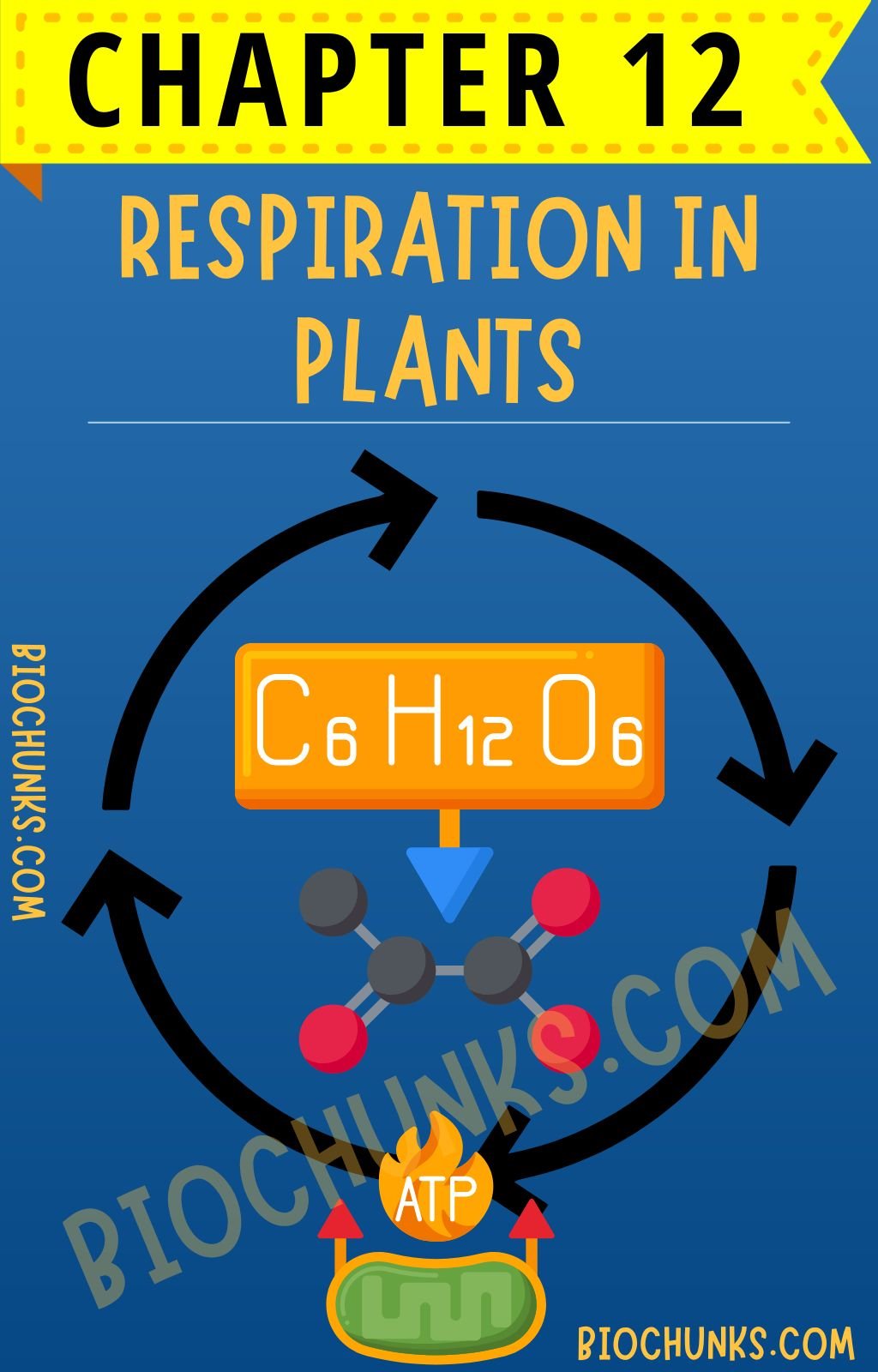 respiration-in-plants-biology-notes-cbse-ncert-biochunks-life