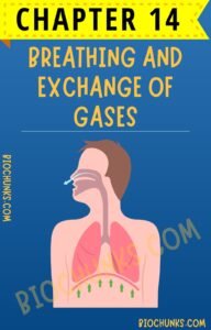 Breathing and Exchange of Gases Chapter 14 Class 11th biochunks.com