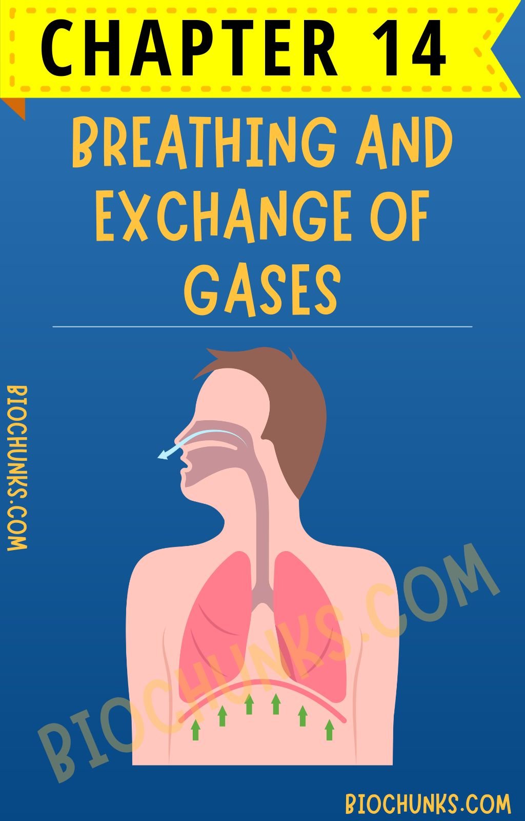 Breathing and Exchange of Gases Chapter 14 Class 11th biochunks.com