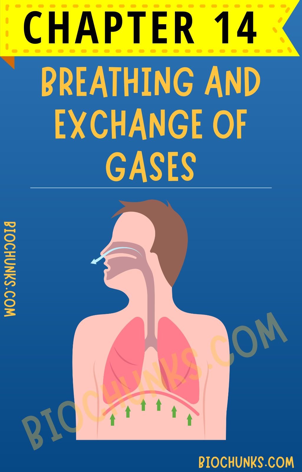 Breathing And Exchange Of Gases - Biology Notes CBSE NCERT | Biochunks ...