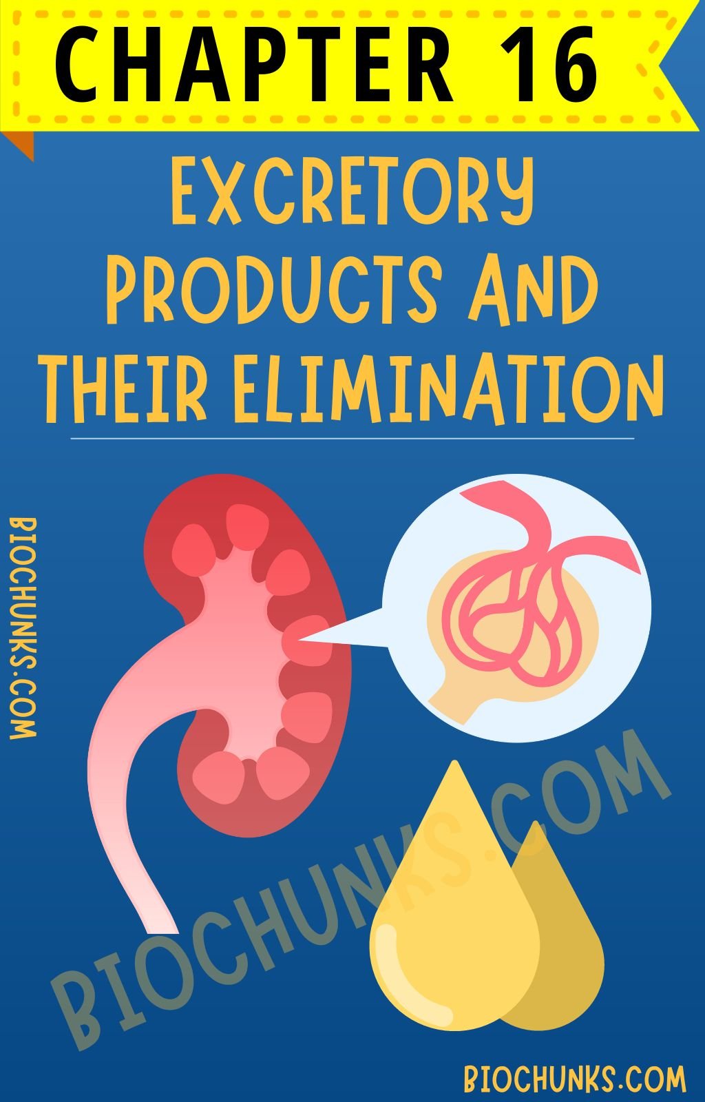 Excretory Products and their Elimination Chapter 16 Class 11th biochunks.com