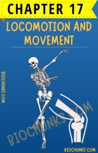 Locomotion and Movement Chapter 17 Class 11th biochunks.com