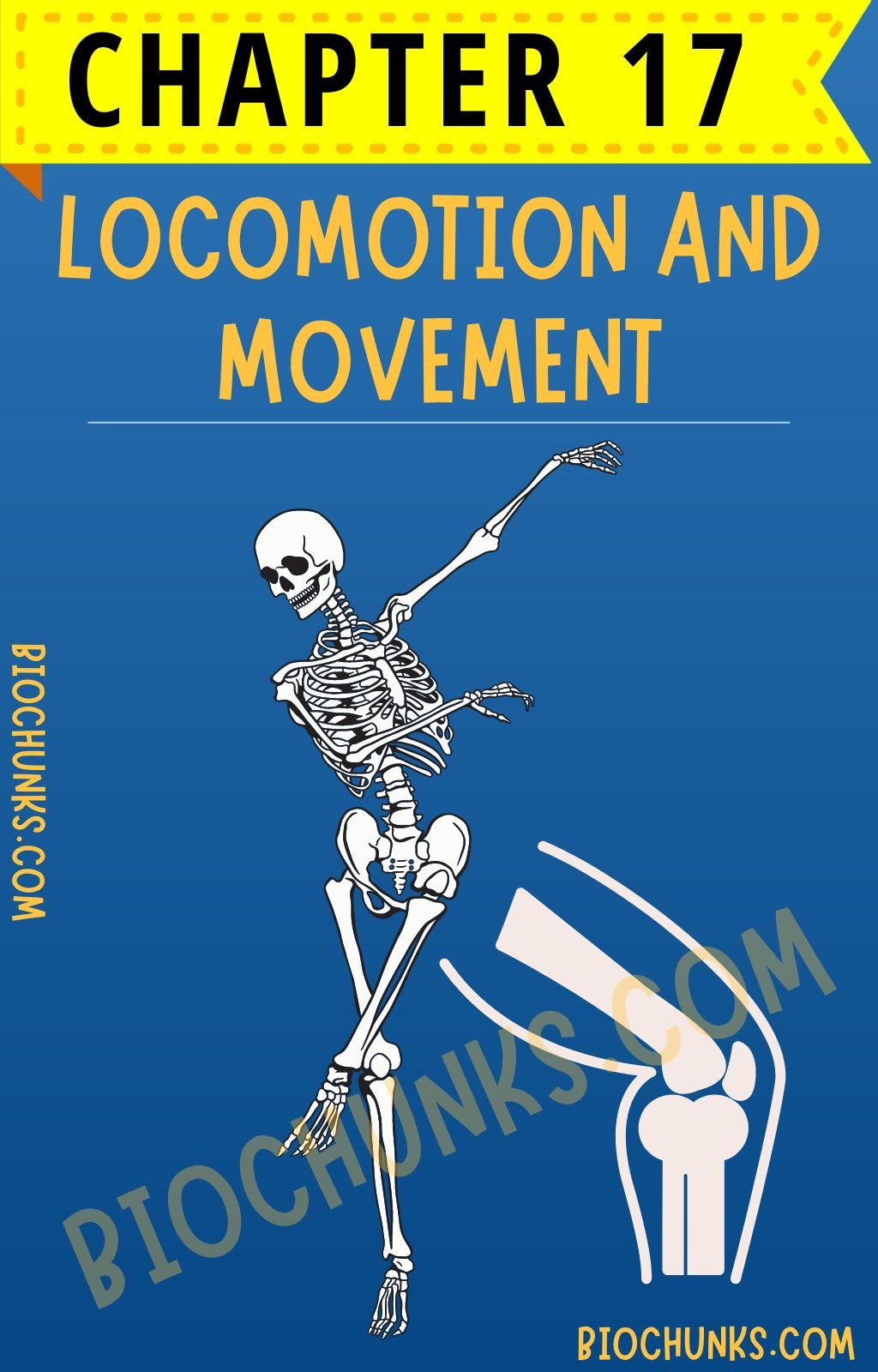 Locomotion and Movement Chapter 17 Class 11th biochunks.com