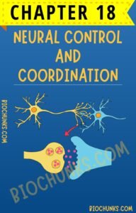 Neural Control and Coordination Chapter 18 Class 11th biochunks.com