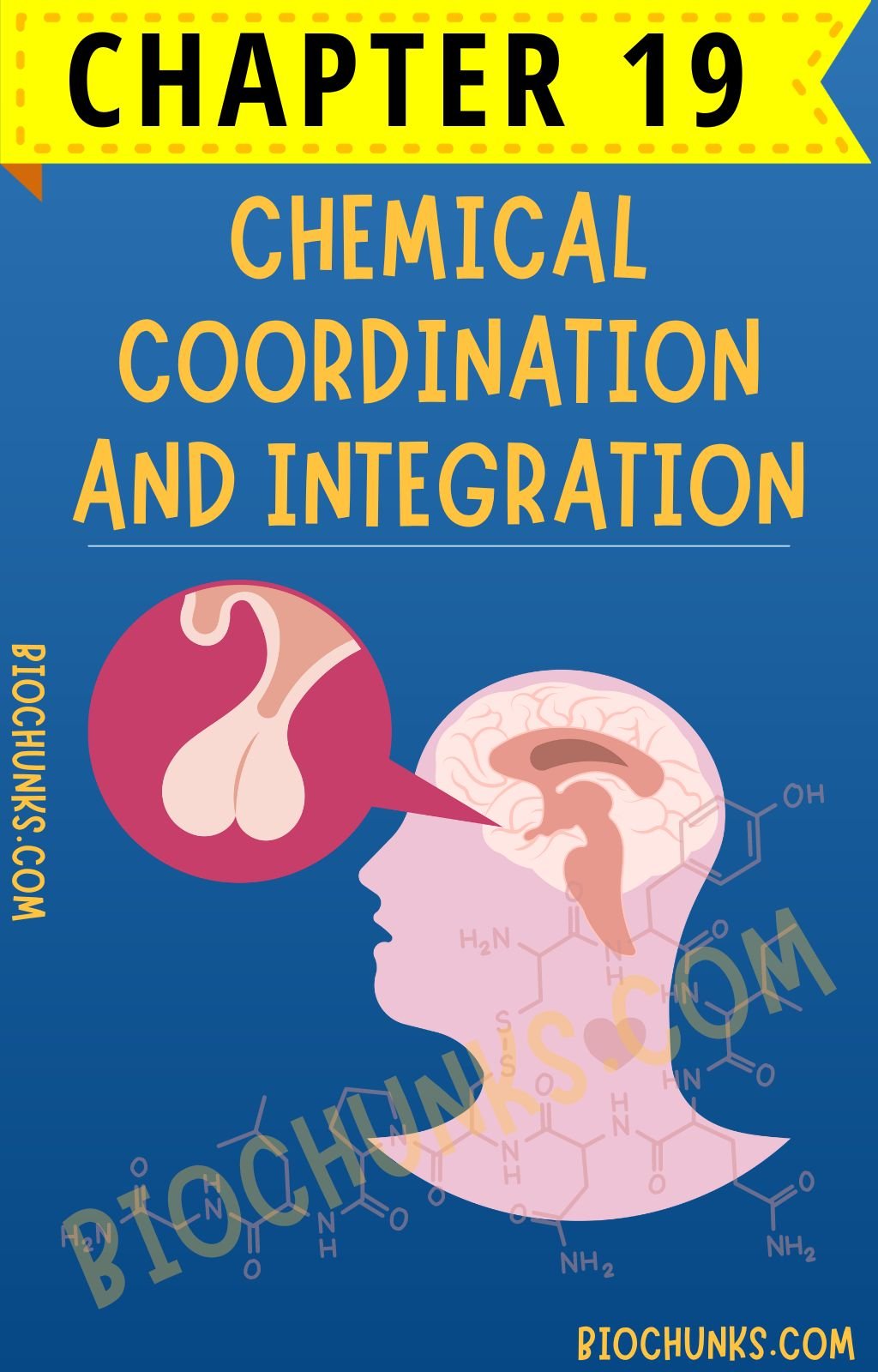 Chemical Coordination and Integration Chapter 19 Class 11th biochunks.com