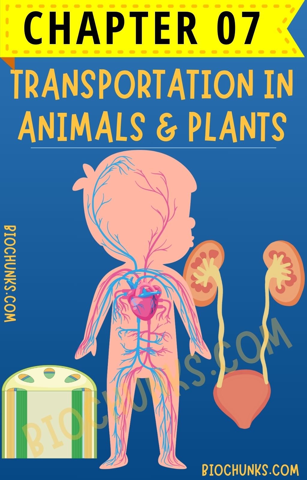 Transportation in Animals & Plants chapter 07 Class 7th biochunks.com