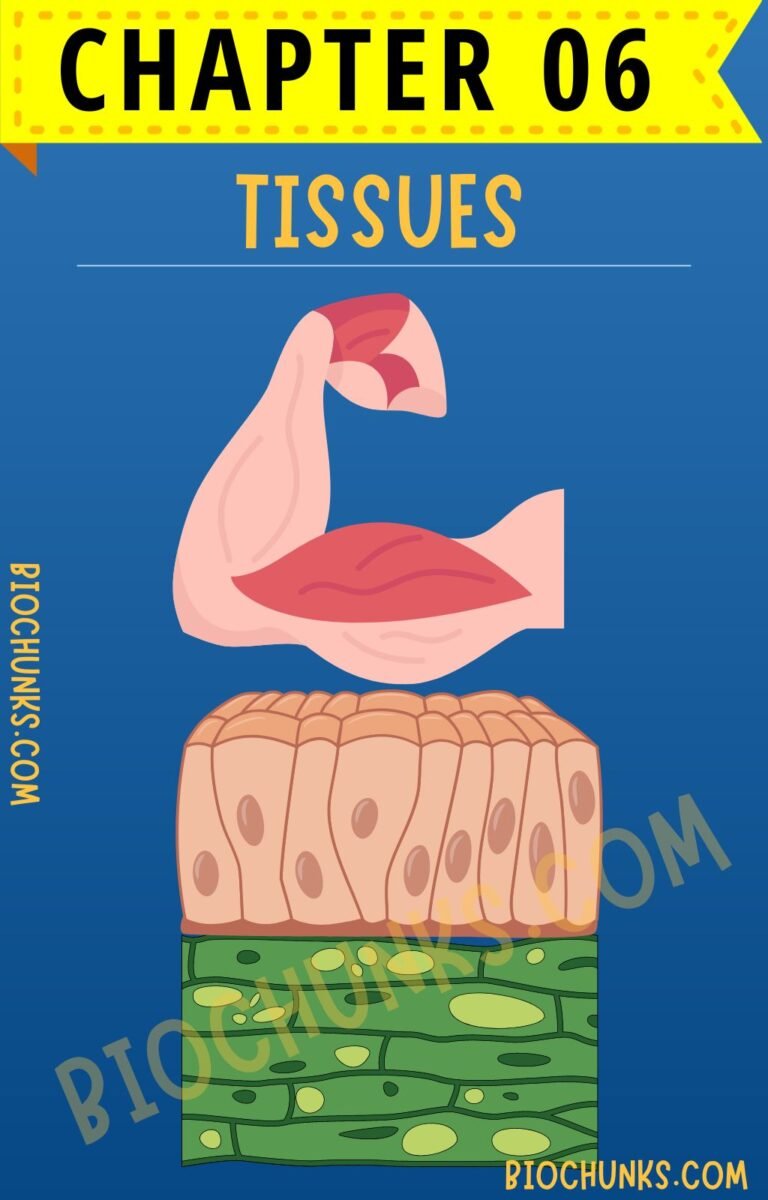 Tissue Chapter 06 Class 9th biochunks.com