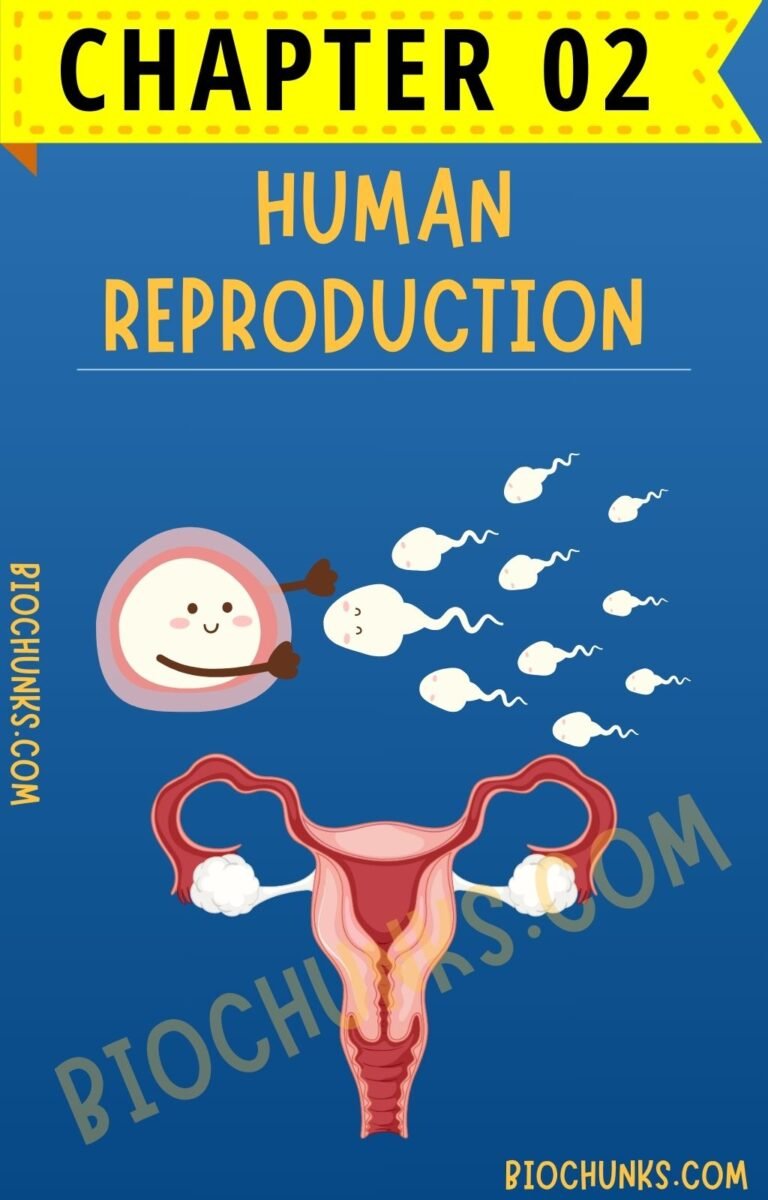 Human Reproduction Chapter 02 Class 12th biochunks.com