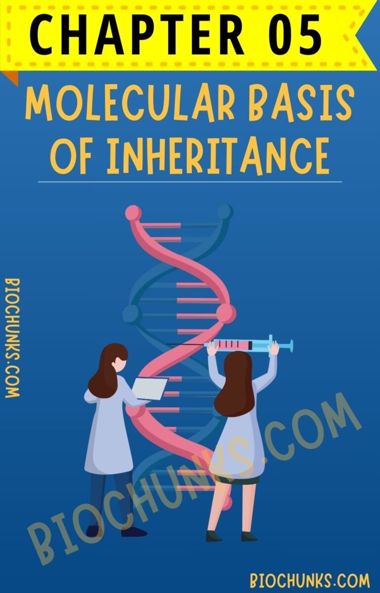 Molecular Basis of Inheritance Chapter 05 Class 12th biochunks.com