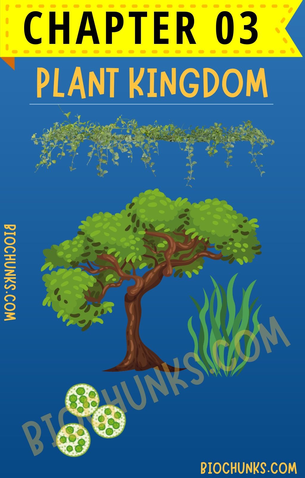 Plant Kingdom Chapter 03 Class 11th biochunks.com