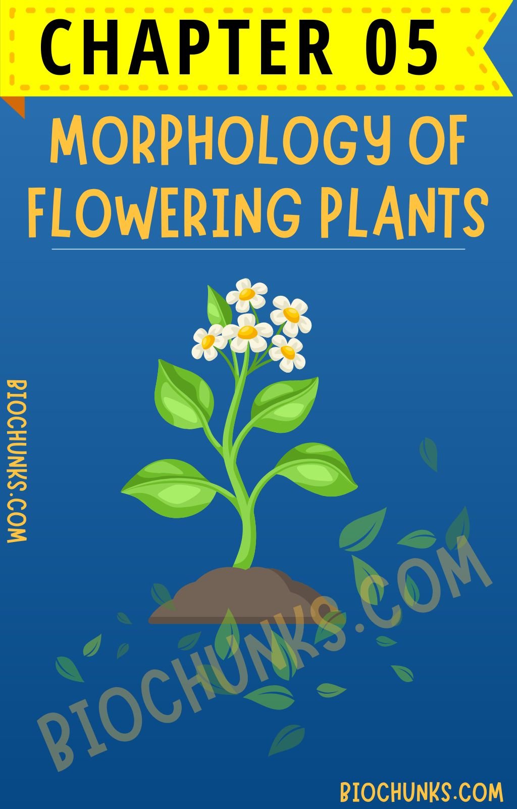 Morphology of Flowering Plants Chapter 05 Class 11th biochunks.com