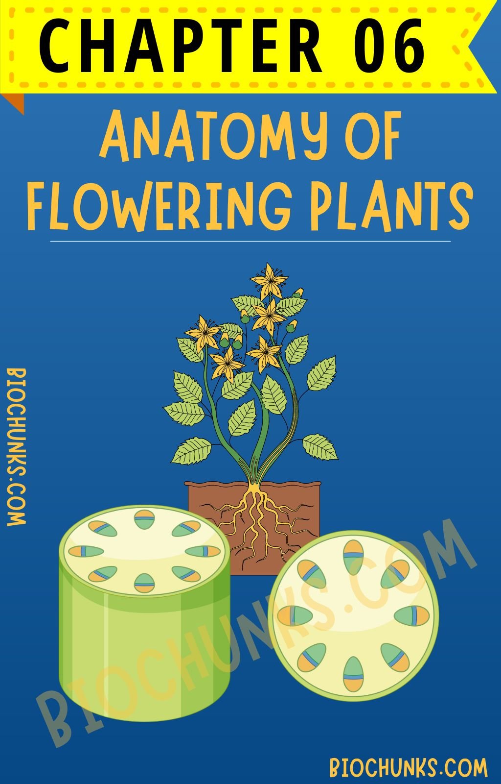 Anatomy of Flowering Plants Chapter 06 Class 11th biochunks.com
