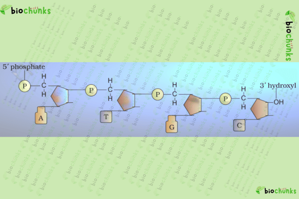 Molecular Basis of Inheritance