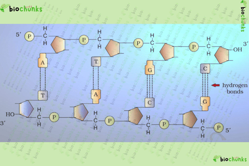Molecular Basis of Inheritance