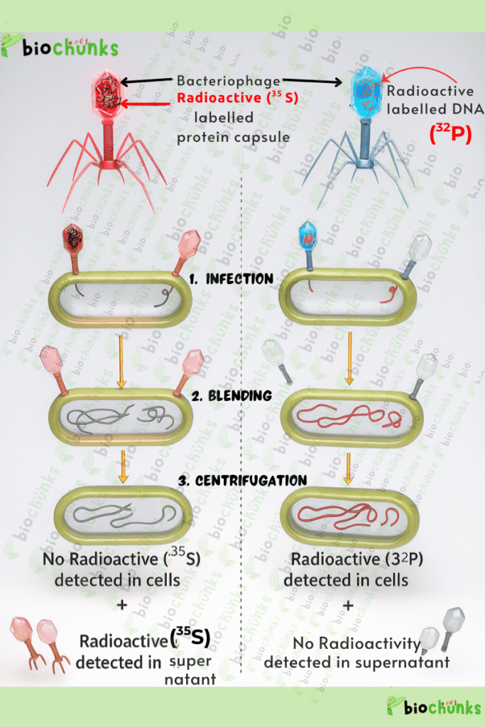 Molecular Basis of Inheritance