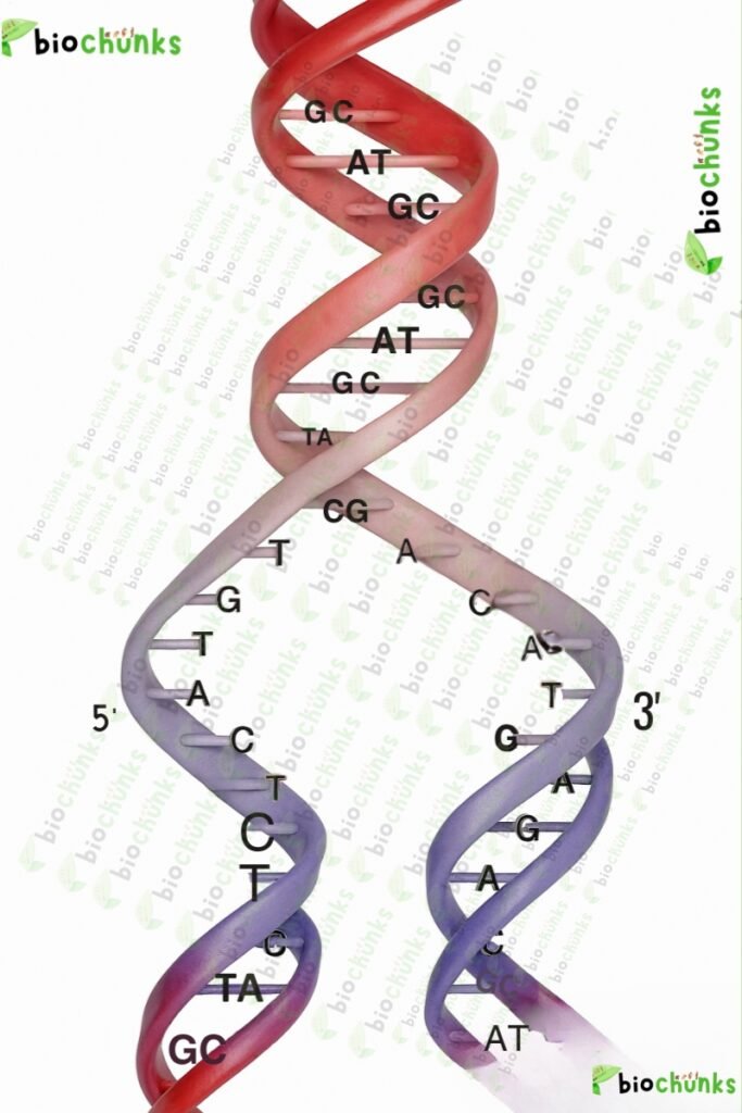 Molecular Basis of Inheritance
