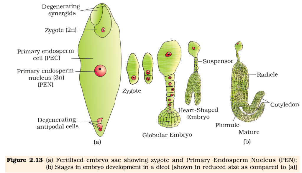 Fertilised embryo sac