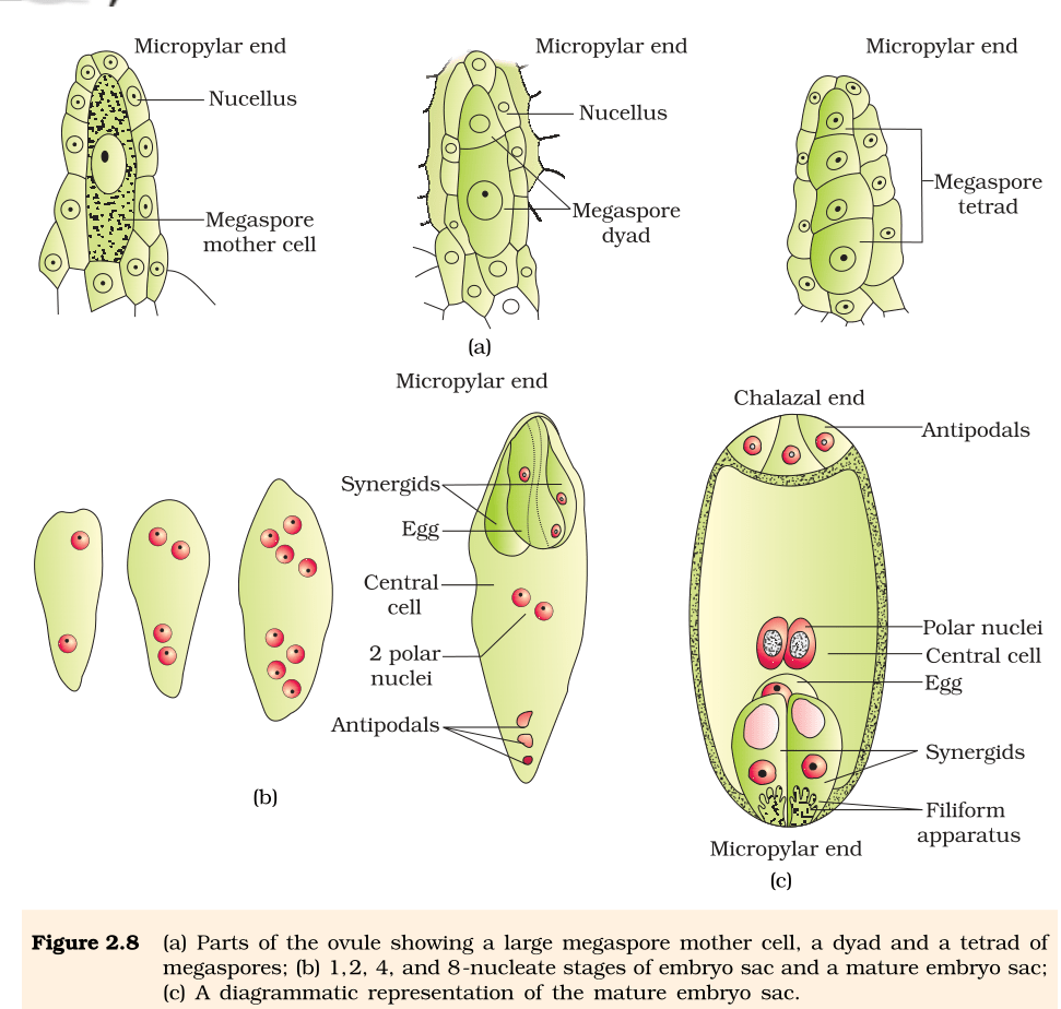 Parts of the ovule