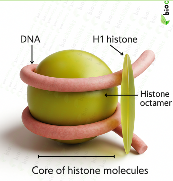 Molecular Basis of Inheritance