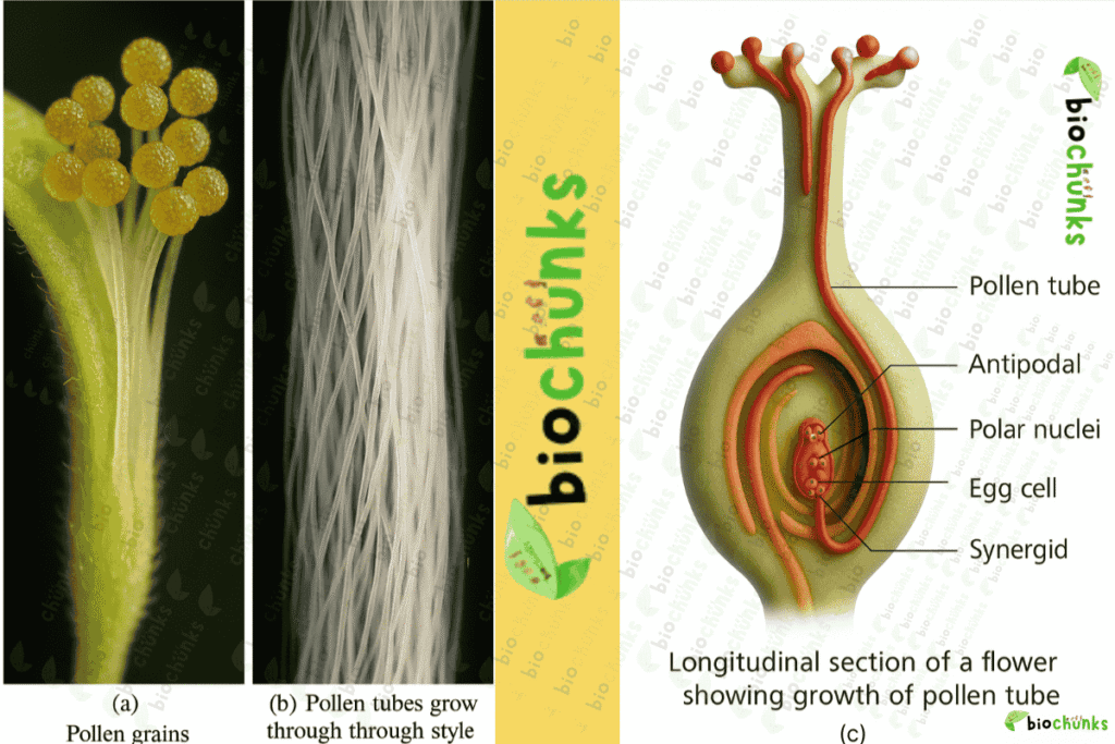 Sexual Reproduction in Flowering Plants