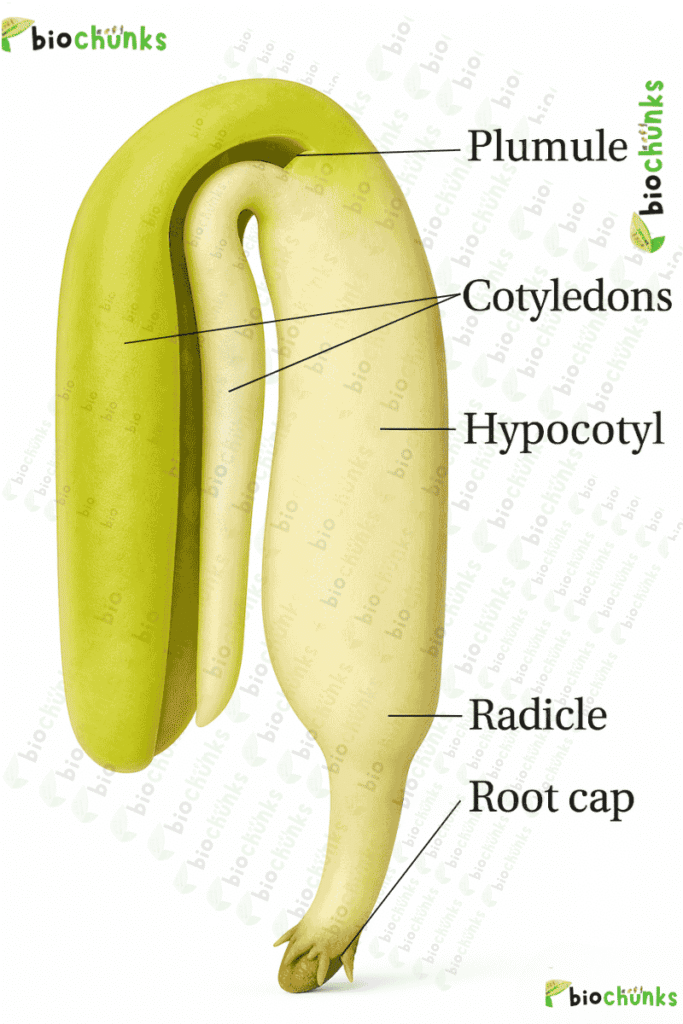 Sexual Reproduction in Flowering Plants