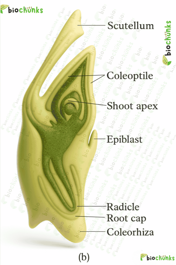 Sexual Reproduction in Flowering Plants
