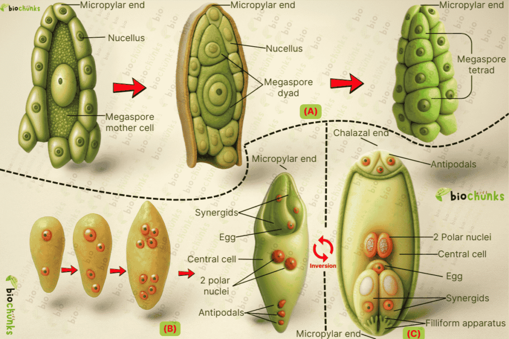 Sexual Reproduction in Flowering Plants