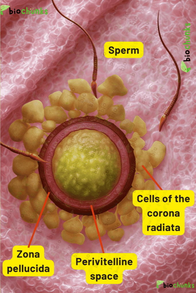 Human Reproduction