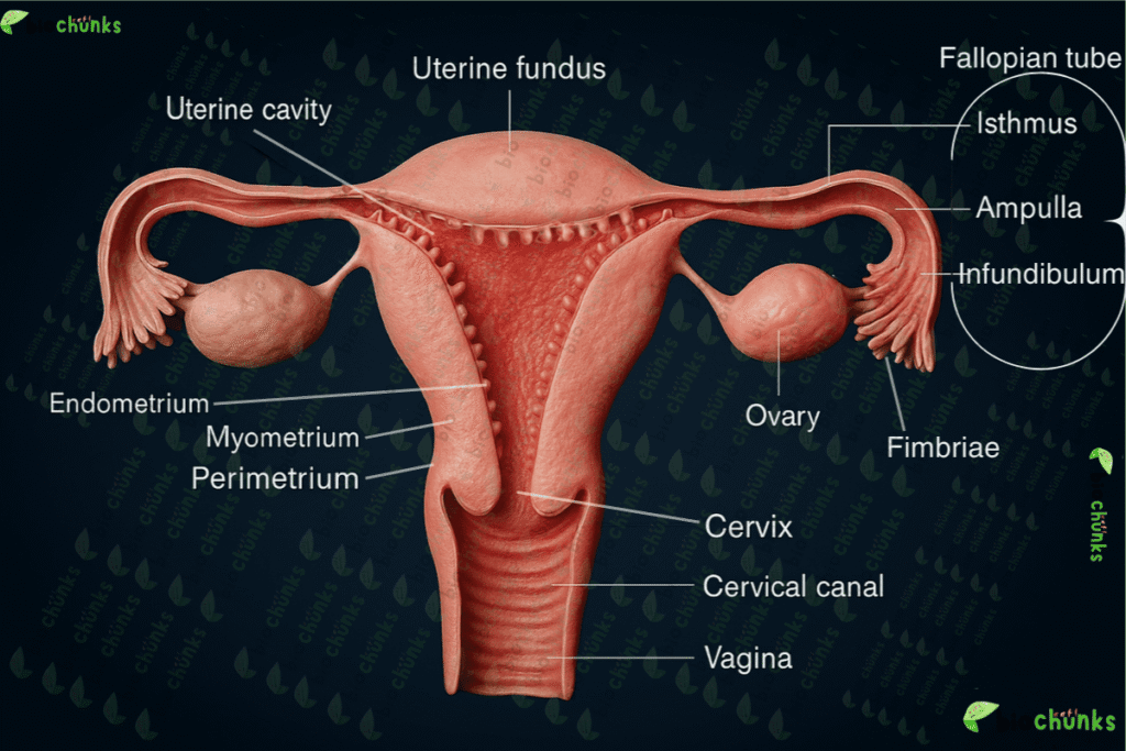 Human Reproduction