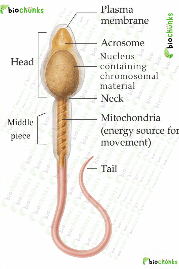 Human Reproduction