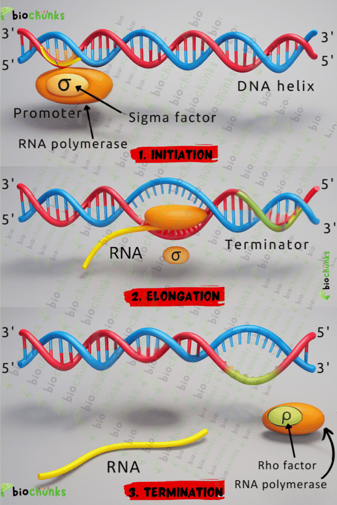 Molecular Basis of Inheritance