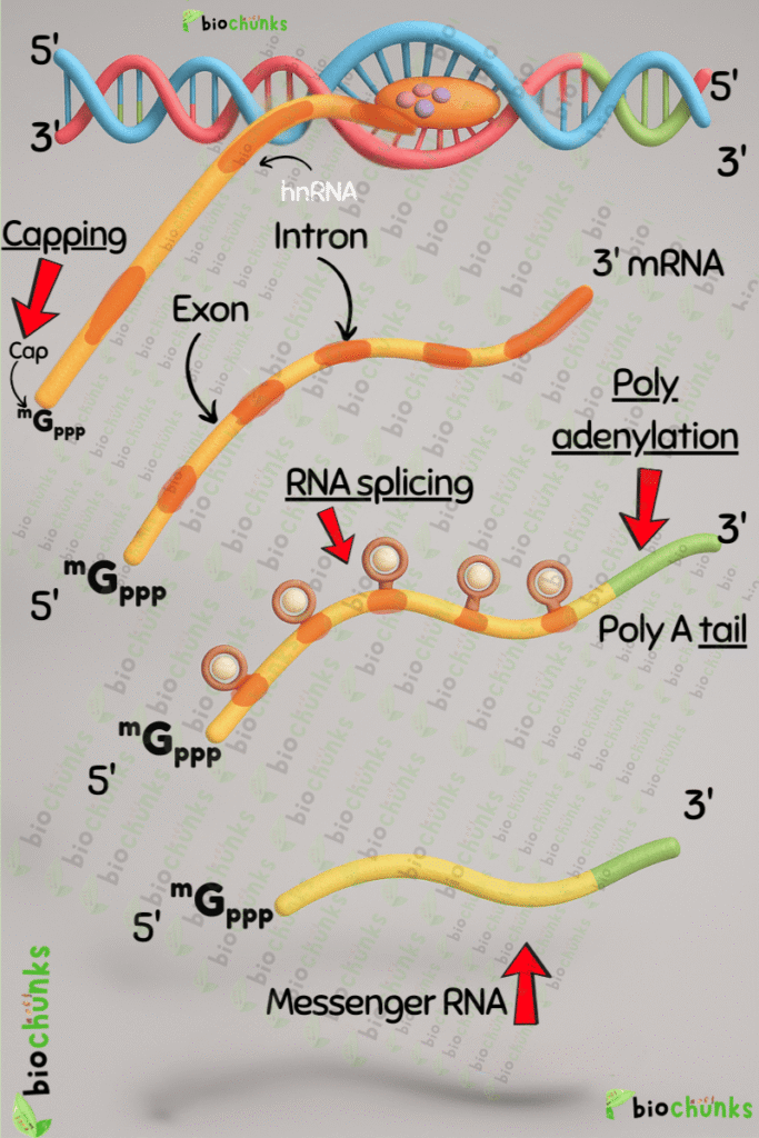 Molecular Basis of Inheritance