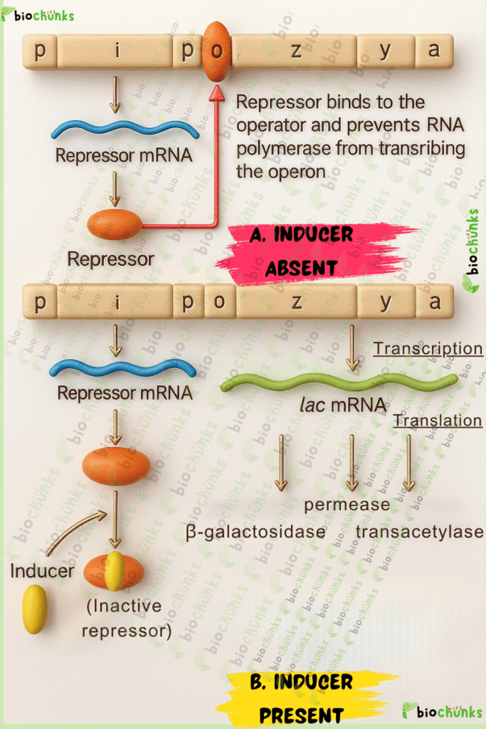 Molecular Basis of Inheritance