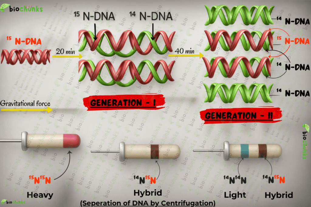 Molecular Basis of Inheritance