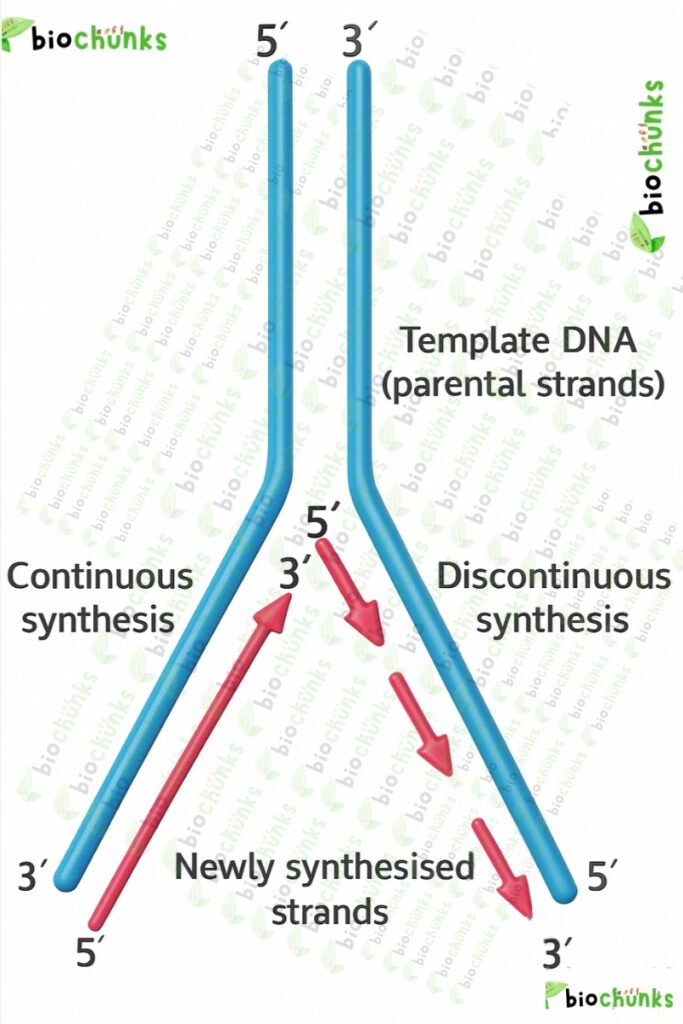 Molecular Basis of Inheritance