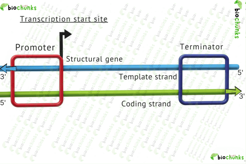 Molecular Basis of Inheritance