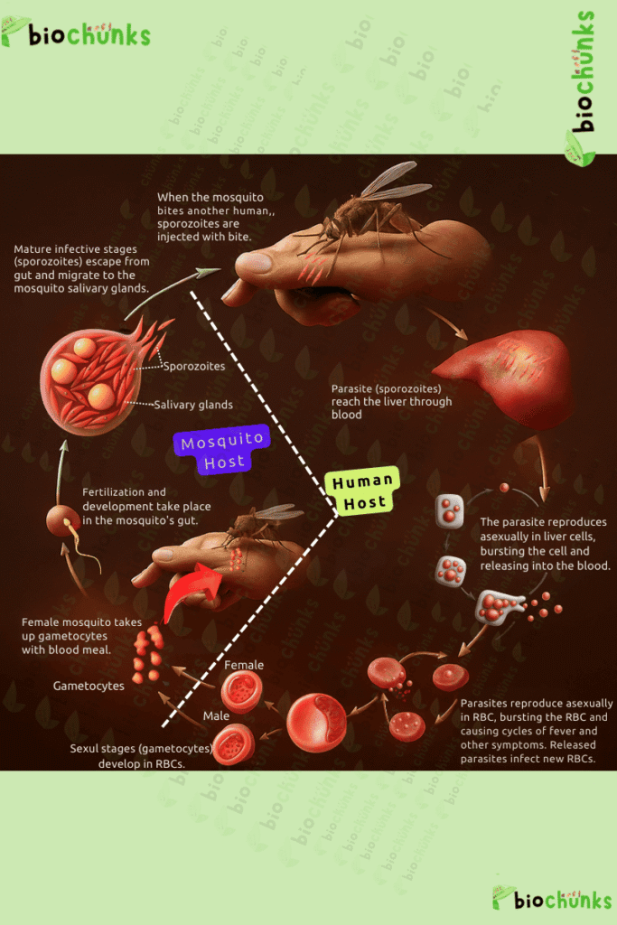 Human Health and Disease