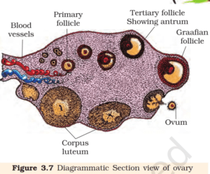 ovary cross section