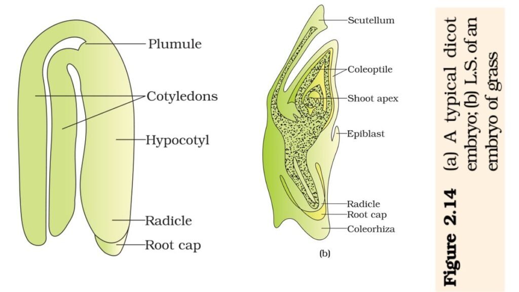 typical dicot & monocot embryos