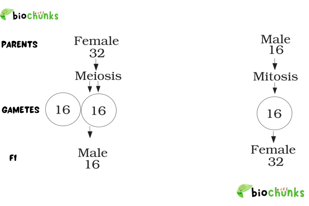 Principles of Inheritance and Variation