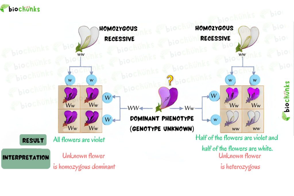 Principles of Inheritance and Variation