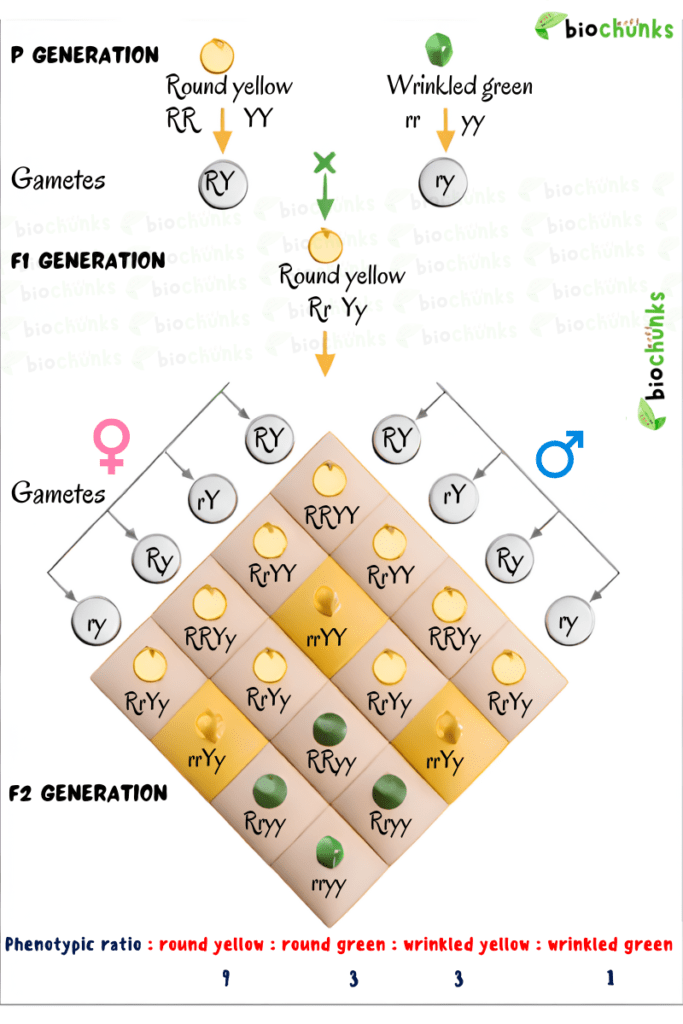 Principles of Inheritance and Variation