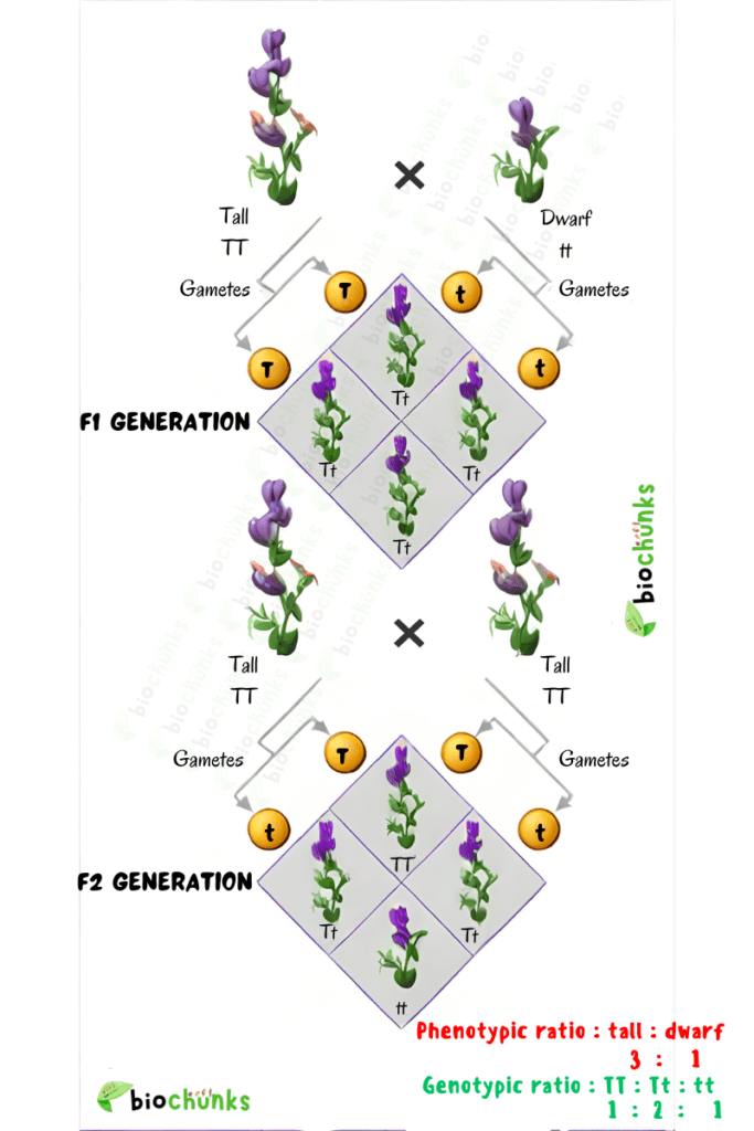 Principles of Inheritance and Variation