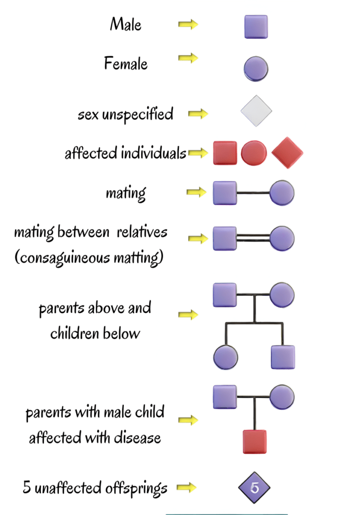 Principles of Inheritance and Variation Figure 4.13 Symbols used in the human pedigree analysis