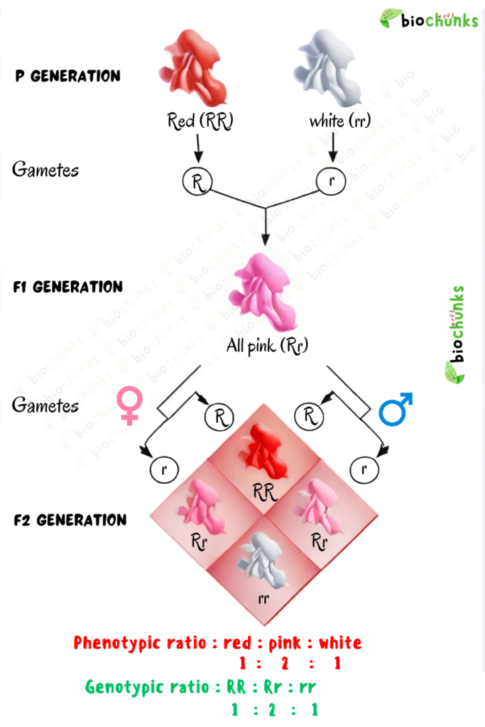Principles of Inheritance and Variation
