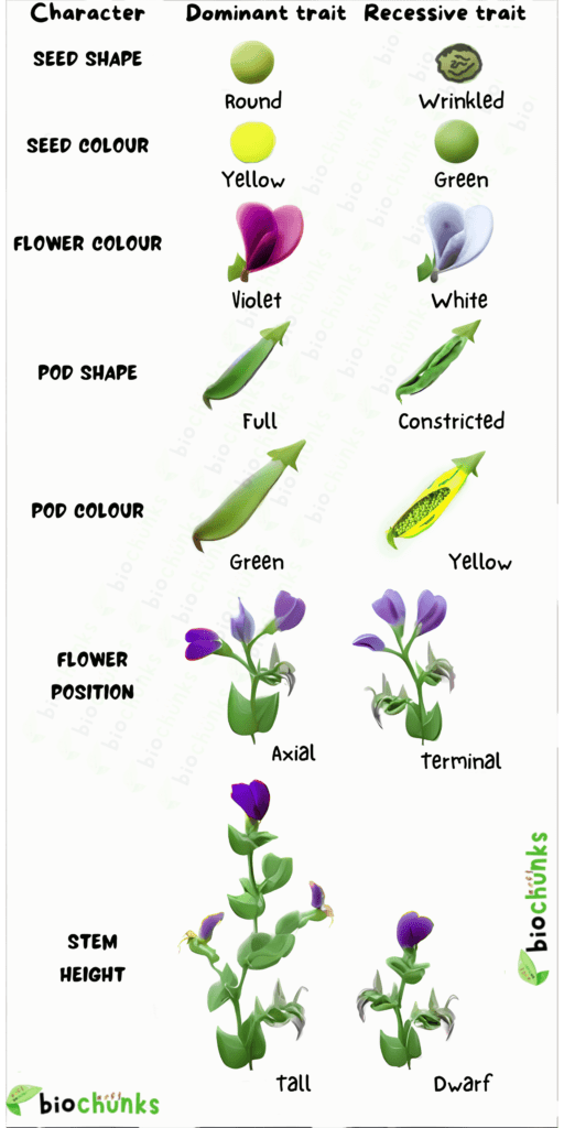 Principles of Inheritance and Variation